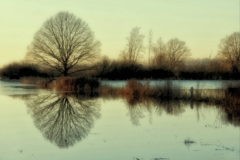 reflet d'arbre dans champs inondés entre Marizelle et Manicamp
