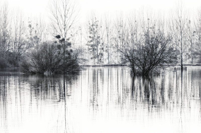 reflet d'arbre dans champs inondés entre Marizelle et Manicamp